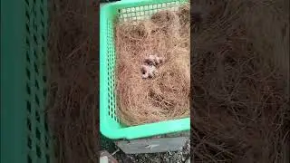 panen anakan zebra finch