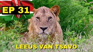 Leeus van Tsavo | Vita Dei Afrika (Ep 31)