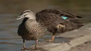 Funny Duck Close Up Preening And Drinking
