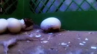 Twin Chicks starting to Hatch, new Baby chicks featured on PeterAppleseed CH.