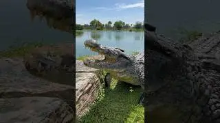 Самые большие нильские крокодилы в США! #крокодил