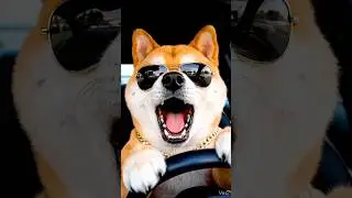 Shararati dog car driver #trendingshorts #virel #cartoon