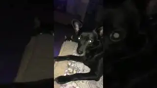 The dog does not want to leave the bed #dogs #canis #mutts