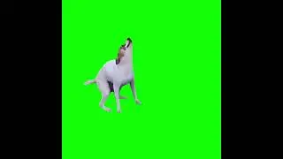 Dance Till You're Dead - Brazilian Dog Dancing - Green Screen
