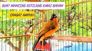Kutilang emas gacor door 