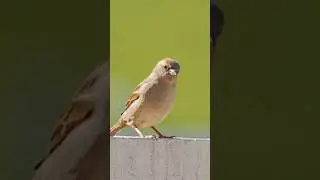 Bird Expert Reveals Jumping Bird's Hidden Talents