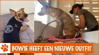 Pippi's Opvang het snuffelparadijs! | DierenpraatTV