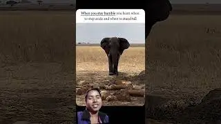 elephant 🐘 entery #animals #wildlife #lion #entertainment #viralvideo credit -@Education14320
