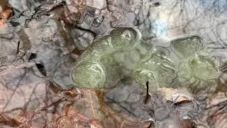 Pondering the Pond: Spotted Salamander Eggs 5/21