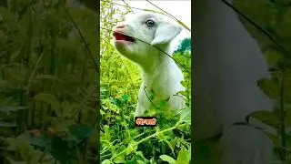 Genda Kali ka naya School ||🦙🤣  #short #viralvideo #funny #krishnaskcomedy #video #comedy #youtube