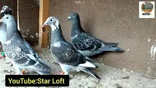 My Favourite Piegon in my Loft | Young Racing pigeon | Racing pigeons 2021| Racer piegon| kalapati