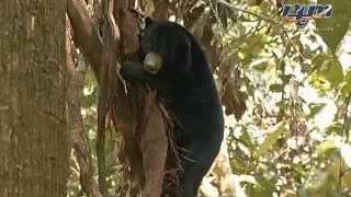 Sun Bear Rescue | A Visit To Bornean Sun Bear Conservation Centre with Jovenea Jim (RTM) | BSBCC