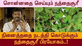 சொன்னதை செய்யும் நத்தைசூரி || நத்தை சூரி மூலிகையின் நன்மைகள்.. Sadhguru sai creations..