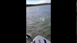 Bonefish from a stand up paddle board, SUP.