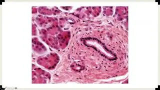 MACROSCOPÍA E HISTOLOGIA DEL PÁNCREAS