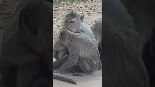 career from mommy's #monkeymemes #monkeysr #monkey #animals #monkeycartoon #cute #funnymonkey #zoo