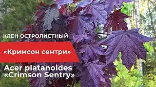 Клен остролистный &laquo;Кримсон сентри&raquo;, ориг Acer platanoides &laquo;Crimson Sentry&raquo; Зеленый Сад