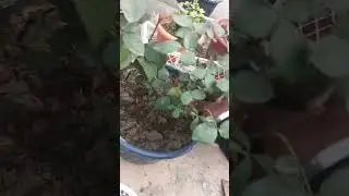 Rose plant fast growth tips#shortvideo