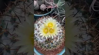 Cactus de colecci&oacute;n de @cactusprimavera #cactus #flowers #flower #plantas #nature #shorts #candybu