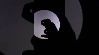 فن الظلال على شكل ارنب
