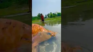 Amazing little boy fishing #polofishing #fishingvideo #shorts