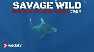 Sharks of the Gulf Stream | Savage Wild S3/E4 | wedotv