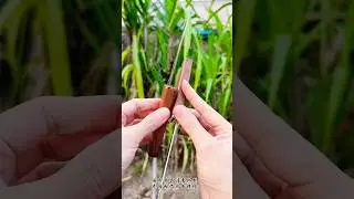 Recommended Kitchen Fruit Knives and Outdoor Knives #knifeskills #kitchenknife #2in1 #fruitknife