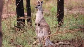 Wonders from Down Under: Antilopine Kangaroo/Antilopine Wallaroo 🦘 #kangaroo #australianwildlife