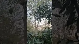 #Mother nature#Mango season#Bird chirping#Fun#Kuccha aam#Enjoyment in evening#SNIoE #snu #nature