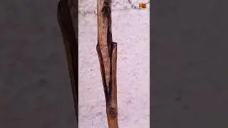 wedge grafting ✔ technique cashews #satisfying #nature #garden  #shorts