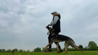 IGP Training - On Lead Heelwork