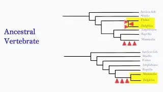 Taxonomy and some rules of biological classification