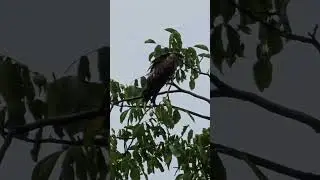 Birds enjoying rain
