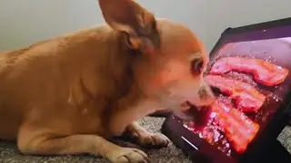 Best Funny Animals Compilation 2026 &ndash; Try Not to Laugh! 🤣🔥