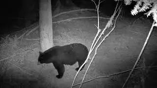 Gardepro Trail Camera - View from above of bear passing by.