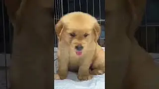cute dog #shorts #dog #dogs #lovedogs