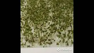 Проращивание семян брокколи на микрозелень за 7 дней
