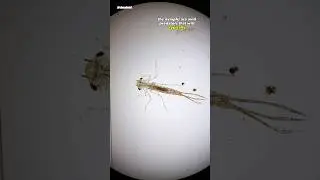 Нимфа стрекозы под микроскопом