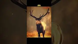 Fastest Land Animals! 🤯
