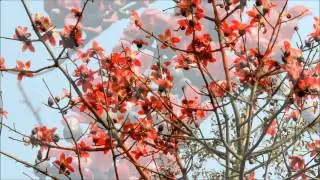Bombax ceiba (Silk cotton tree, सेमल) in full bloom