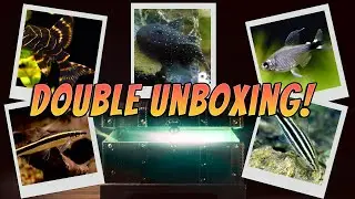 Unboxing Live Tropical Aquarium Fish L204 Flash Plecos - L031 Peppermint Plecos - Leporinus Striatus