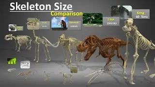 Skeleton Size Comparison | Human | Animals | Monstar Skeleton size