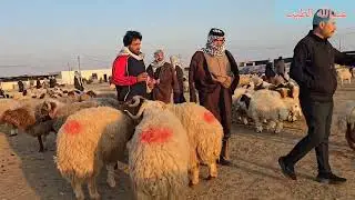 سوق مواشي الناصريه/2026/1/19 الناصريه #ذي_قار #سوق_الشيوخ #الناصريه #النجف #مواشي #أغنام 