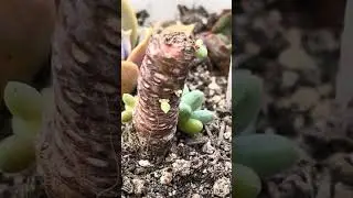 Reto de Mi suculenta con más bebés en mi jardín 🌸❤️🇨🇱 reto a ​ @paraisodesuculentas  espero video ❤️