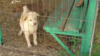 Our Overcrowded Shelter Needs Your Help to Survive