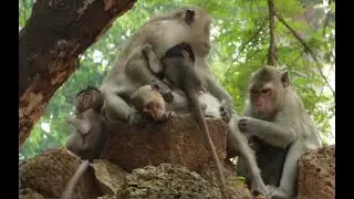 Monkey Daisy -Piper Monkey in Amber Group,March27,2022/U-Share Mk327