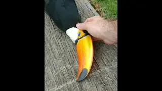 Angry Urutau and A Calm Tucan || ViralHog