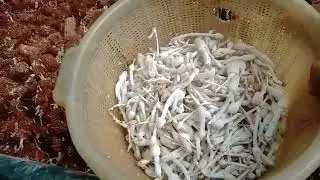 Pemula wajib tahu || cara membuat jamur janggel pasti berhasil #jamur