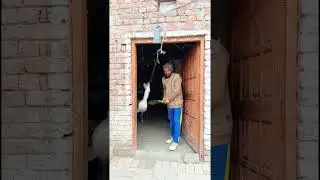 Raza shah tape ball ki nets practice karte hoey #ytshorts #youtubeshorts #shorts 823