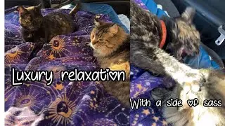 Glamping Tortie Cats |WujiKitty #cozycats #comfycats #rescuecats 